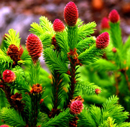 Picea abies Pusch Dwarf Norway Spruce