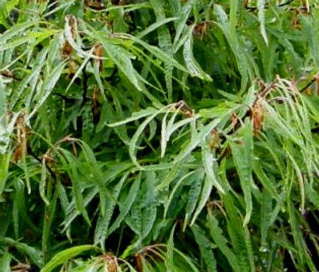 Fagus sylvatica Mercedes Green Willow Leaf Beech Tree