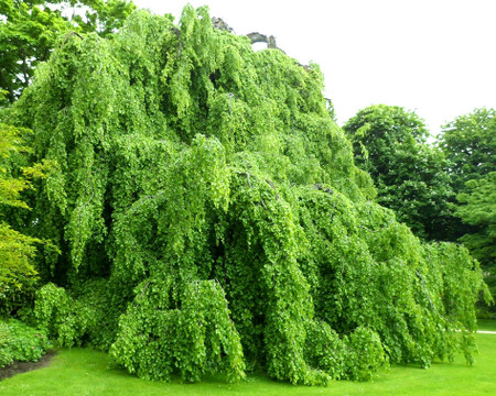 Green Weeping European Beech Tree