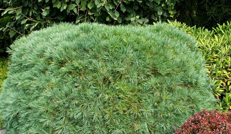 Pinus strobus Blue Shag Dwarf Eastern White Pine