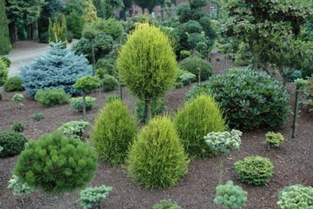 Thuja orientalis Franky Boy Group Planting