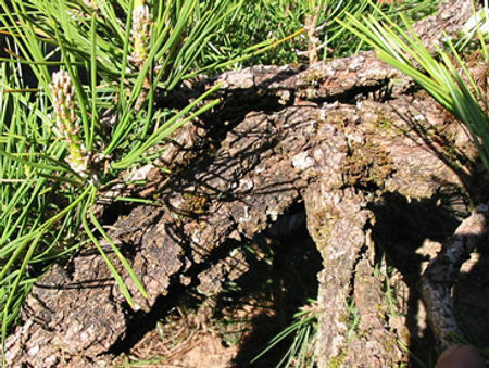 Pinus thunbergiana Ondai Dwarf Japanese Black Pine