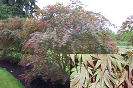 Acer palmatum Kinran Japanese Maple Tree