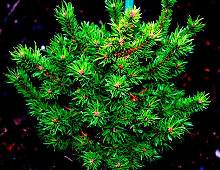 Pinus banksiana ' Wisconsin ' Miniature Jack Pine