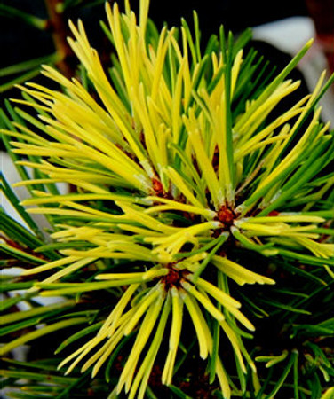 Pinus contorta ' Mt. Hood Marble ' Dwarf Variegated Shore Pine