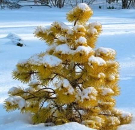 Pinus contorta Chief Joseph Golden Shore Pine