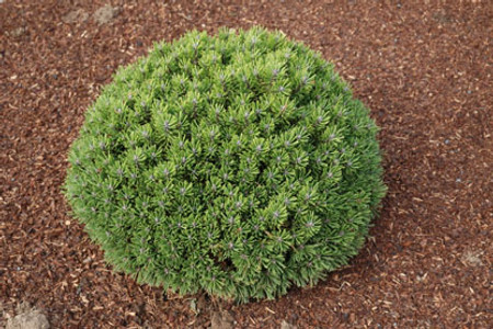 Pinus uncinata ' Hnijdo ' Miniature Mountain Pine