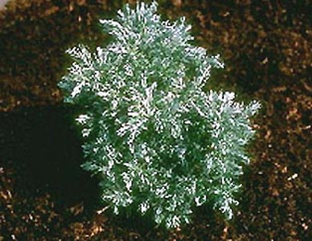Chamaecyparis pisifera ' True Blue ' Dwarf Sawara Cypress