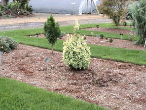Cryptomeria japonica Nana Albospica Dwarf Variegated Japanese Cedar