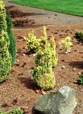 Chamaecyparis lawsoniana ' Treasure ' Golden Dwarf Lawsons Cypress