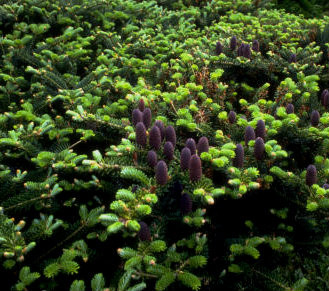 Abies koreana Piccolo  Dwarf Korean Fir