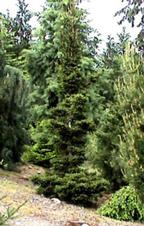 Picea abies Kluis Dwarf Narrow Norway Spruce