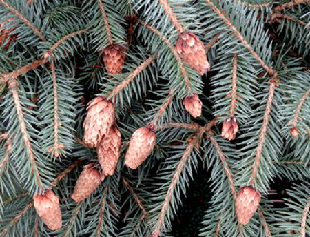 Picea pungens Early Cones Dwarf Colorado Blue Spruce