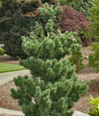 Pinus parviflora Aoi Japanese White Pine