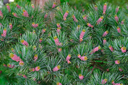 Pinus parviflora Glauca Blue Japanese White Pine