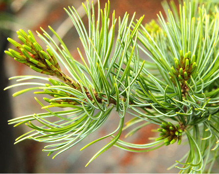 Pinus parviflora Venus Dwarf Japanese White Pine