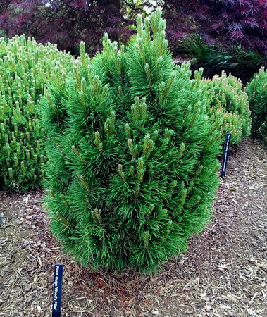 Woods Pillar Dwarf Mugo Pine