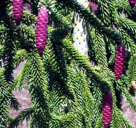 Picea orientalis Pendula Weeping Oriental Spruce