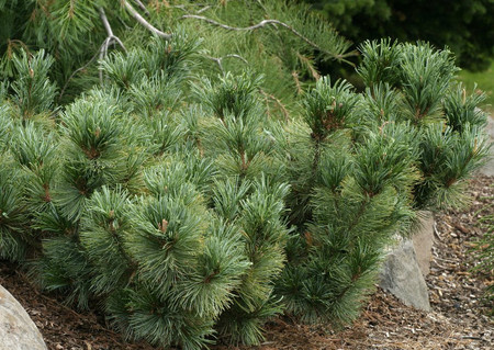 Pinus pumila Blue Dwarf Japanese Stone Pine