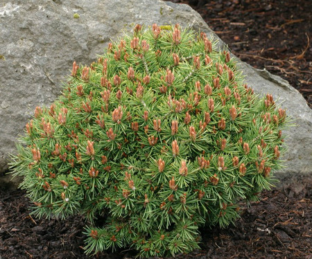 Pinus sylvestris Jeremy Miniature Scot's Pine