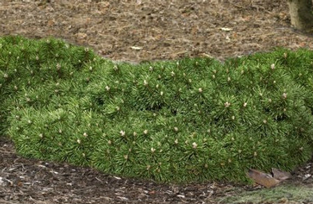 Pinus mugo Valley Cushion Dwarf Mugo Pine