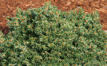 Tsuga canadensis Abbott's Pygmy Miniature Canadian Hemlock