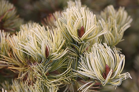 Pinus parviflora Ogon Variegated Japanese White Pine