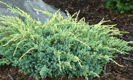 Juniperus squamata Holger Dwarf Flaky Bark Juniper