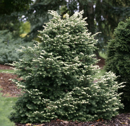 Tsuga canadensis Betty Rose Miniature Canadian Hemlock