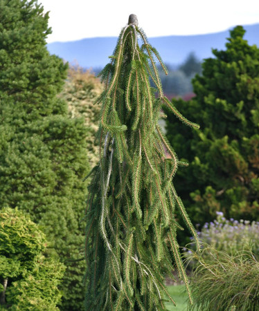 Picea abies Cobra Weeping Creeping Norway Spruce