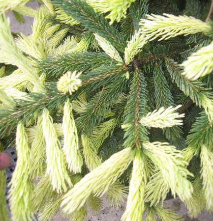 Picea glauca Mac Gold Spring Flushing White Spruce