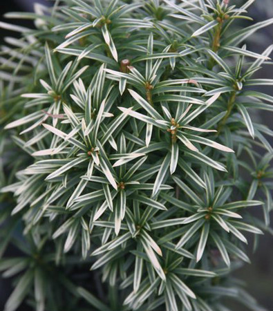 Taxus baccata Silver Spire Dwarf Silver Sparkling English Yew