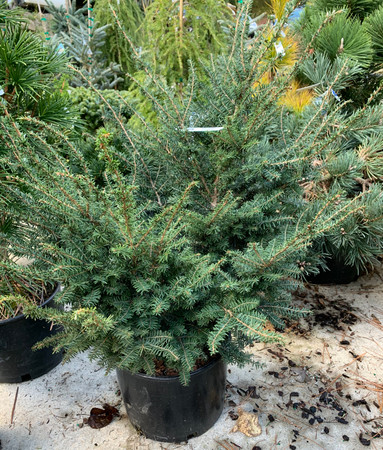 Tsuga canadensis 'Forest Fountain' Dwarf Cascading Canadian Hemlock