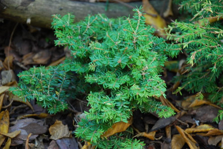 Tsuga canadensis ' Coffin ' Miniature Canadian Hemlock