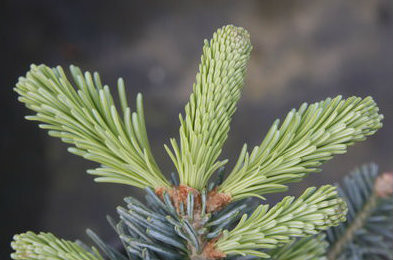 Abies lasiocarpa Glacier Blue Subalpine Fir
