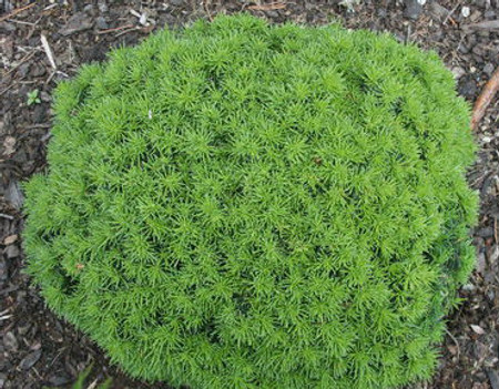 Abies lasiocarpa DuFlon Miniature Subalpine Fir Tree