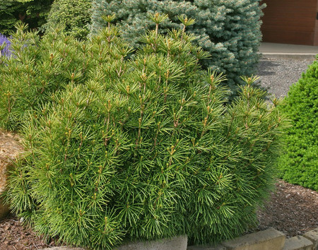 Sciadopitys verticillata Mitsch Select Dwarf Japanese Umbrella Pine