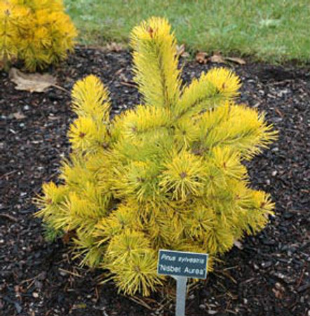 Nisbet's Gold Dwarf Golden Scot's Pine