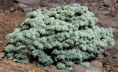 Abies concolor Wattezii Prostrate Spreading Dwarf White Fir