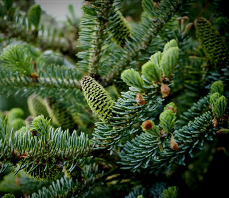 Abies koreana Glauca Blue Korean Fir