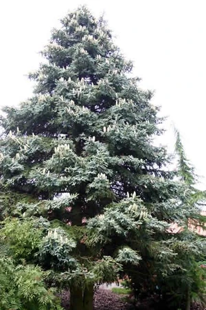 Abies pinsapo Kelleris Spanish Fir