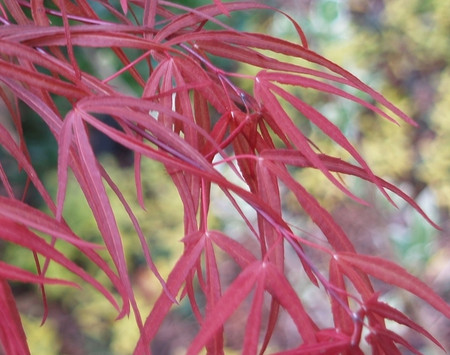Acer palmatum ' Aka hosada ' Red Strap Leaf Japanese Maple