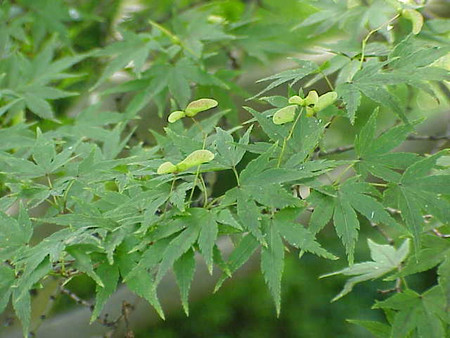 Acer palmatum Japanese Maple Seedling