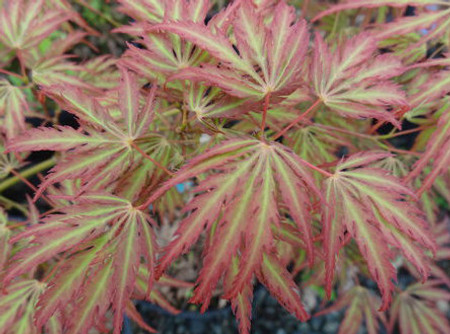 Acer palmatum dissectum Jeddeloh Orange Cutleaf Japanese Maple