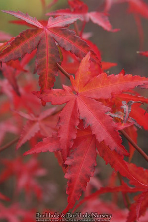 Mizuho beni Japanese Maple Tree Fall Color