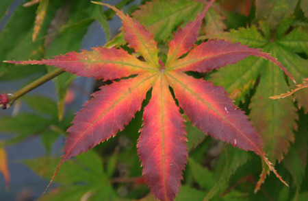 Acer palmatum Grandma Ghost Variegated Japanese Maple