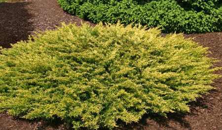 Juniperus horizontalis Limeglow Dwarf Golden Creeping Juniper