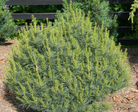 Pinus strobus Reed's Pit Dwarf Eastern White Pine