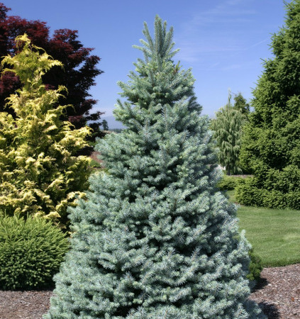 Picea pungens Sester Dwarf Dwarf Blue Spruce