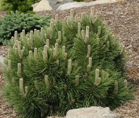 Pinus nigra Strypemonde Dwarf Austrian Pine